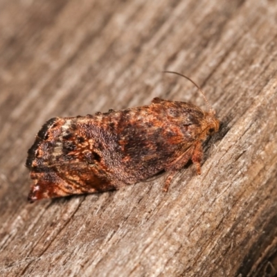 Peritropha oligodrachma (A twig moth) at Melba, ACT - 12 Nov 2020 by kasiaaus