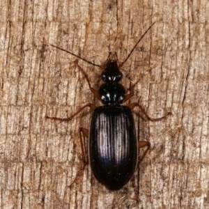 Notagonum submetallicum at Melba, ACT - 12 Nov 2020 12:16 AM