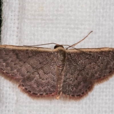 Idaea costaria (White-edged Wave) at Melba, ACT - 12 Nov 2020 by kasiaaus