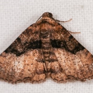 Aporoctena undescribed species at Melba, ACT - 12 Nov 2020