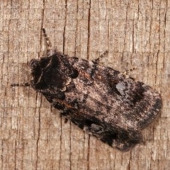 Thoracolopha verecunda (A Noctuid moth (Acronictinae)) at Melba, ACT - 12 Nov 2020 by kasiaaus