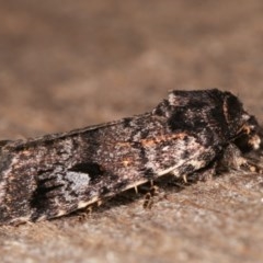 Thoracolopha verecunda at Melba, ACT - 12 Nov 2020