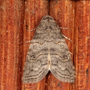 Calathusa sp nr dispila at Melba, ACT - 12 Nov 2020