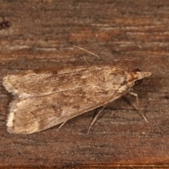 Achyra affinitalis (Cotton Web Spinner) at Melba, ACT - 11 Nov 2020 by kasiaaus