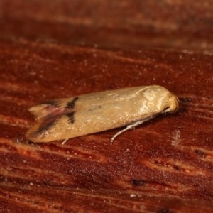 Tachystola hemisema at Melba, ACT - 12 Nov 2020