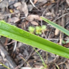 Dianella revoluta var. revoluta at Cook, ACT - 13 Nov 2020