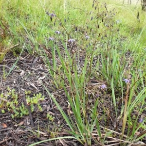 Dianella revoluta var. revoluta at Cook, ACT - 13 Nov 2020