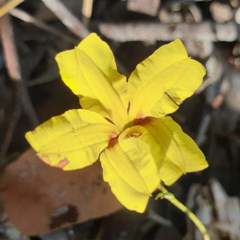 Goodenia hederacea subsp. hederacea (Ivy Goodenia, Forest Goodenia) at Mount Painter - 15 Nov 2020 by drakes