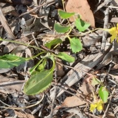 Goodenia hederacea subsp. hederacea at Cook, ACT - 16 Nov 2020