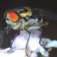 Scaptia sp. (genus) (March fly) at Lower Cotter Catchment - 16 Nov 2020 by Harrisi