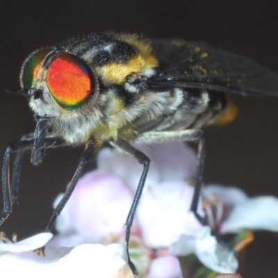 Scaptia sp. (genus) (March fly) at Cotter River, ACT - 16 Nov 2020 by Harrisi