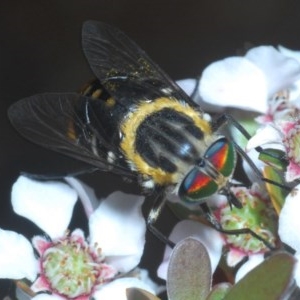 Scaptia sp. (genus) at Cotter River, ACT - 16 Nov 2020