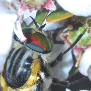 Scaptia sp. (genus) at Cotter River, ACT - 16 Nov 2020