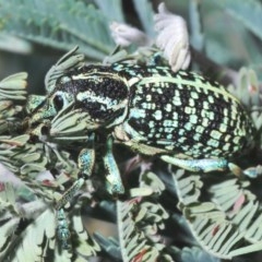 Chrysolopus spectabilis (Botany Bay Weevil) at Coree, ACT - 16 Nov 2020 by Harrisi