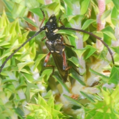 Hesthesis montana (A wasp mimic longhorn beetle) at Paddys River, ACT - 18 Nov 2020 by Harrisi