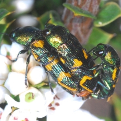 Castiarina dimidiata (A jewel beetle) at Paddys River, ACT - 18 Nov 2020 by Harrisi