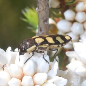 Castiarina decemmaculata at Paddys River, ACT - 18 Nov 2020