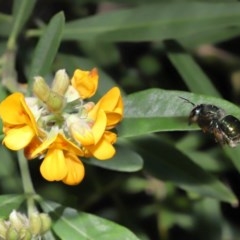 Xylocopa (Lestis) aerata at Acton, ACT - 18 Nov 2020