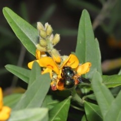 Xylocopa (Lestis) aerata at Acton, ACT - 18 Nov 2020