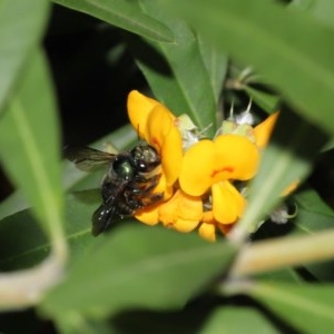 Xylocopa (Lestis) aerata at Acton, ACT - 18 Nov 2020