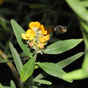 Xylocopa (Lestis) aerata at Acton, ACT - 18 Nov 2020