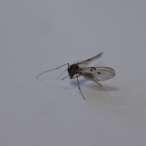 Mycetophilidae (family) at Wamboin, NSW - 27 Sep 2020