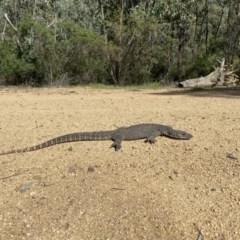 Varanus rosenbergi (Heath or Rosenberg's Monitor) at Cotter River, ACT - 18 Nov 2020 by tjwells