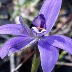 Glossodia major (Wax Lip Orchid) at Acton, ACT - 24 Sep 2020 by darrenw