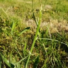 Chondrilla juncea (Skeleton Weed) at Bass Gardens Park, Griffith - 18 Nov 2020 by SRoss