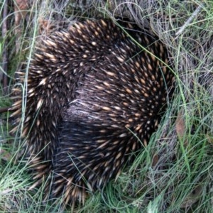 Tachyglossus aculeatus at Mount Clear, ACT - 18 Nov 2020 08:59 AM