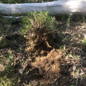 Billardiera heterophylla at Bruce, ACT - 18 Nov 2020