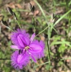 Thysanotus tuberosus subsp. tuberosus (Common Fringe-lily) at Bruce Ridge to Gossan Hill - 17 Nov 2020 by goyenjudy