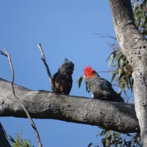 Callocephalon fimbriatum at O'Malley, ACT - suppressed