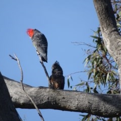 Callocephalon fimbriatum at O'Malley, ACT - suppressed