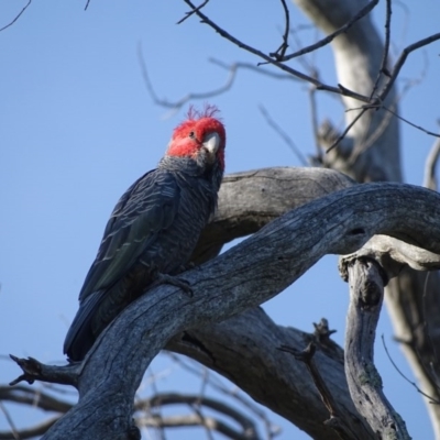 Callocephalon fimbriatum (Gang-gang Cockatoo) at O'Malley, ACT - 18 Nov 2020 by Mike