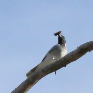 Coracina novaehollandiae at O'Connor, ACT - 19 Nov 2020 08:16 AM