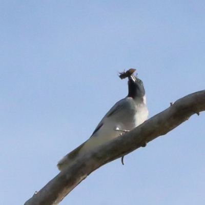 Coracina novaehollandiae (Black-faced Cuckooshrike) at O'Connor, ACT - 19 Nov 2020 by ConBoekel