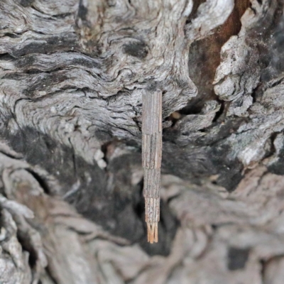Lepidoscia arctiella (Tower Case Moth) at O'Connor, ACT - 18 Nov 2020 by ConBoekel