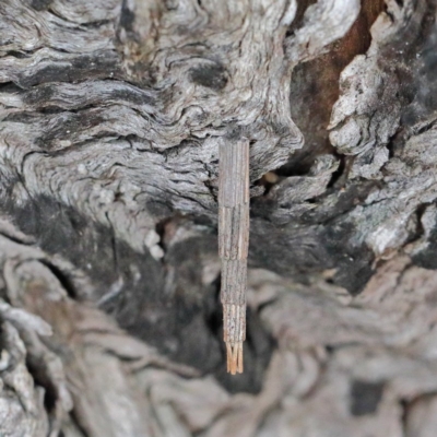 Lepidoscia arctiella (Tower Case Moth) at O'Connor, ACT - 19 Nov 2020 by ConBoekel