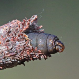 Lepidoscia (genus) IMMATURE at O'Connor, ACT - 19 Nov 2020