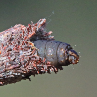 Conoeca or Lepidoscia (genera) IMMATURE (Unidentified Cone Case Moth larva, pupa, or case) at O'Connor, ACT - 19 Nov 2020 by ConBoekel