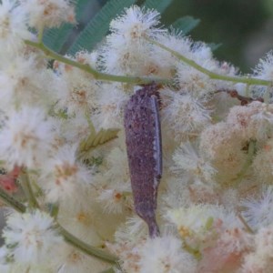 Lepidoscia (genus) IMMATURE at O'Connor, ACT - 19 Nov 2020