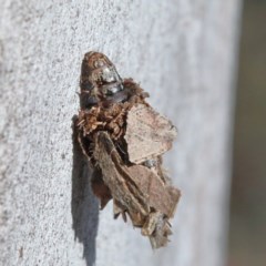 Hyalarcta huebneri (Leafy Case Moth) at O'Connor, ACT - 19 Nov 2020 by ConBoekel