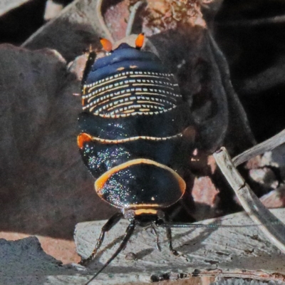 Ellipsidion australe (Austral Ellipsidion cockroach) at O'Connor, ACT - 19 Nov 2020 by ConBoekel