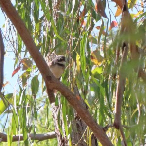 Rhipidura albiscapa at O'Connor, ACT - 19 Nov 2020 09:18 AM