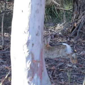 Oryctolagus cuniculus at O'Connor, ACT - 19 Nov 2020