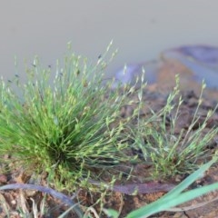 Juncus bufonius (Toad Rush) at O'Connor, ACT - 18 Nov 2020 by ConBoekel