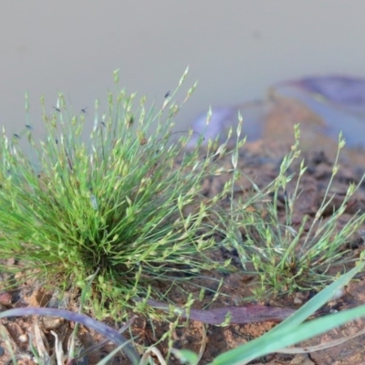 Juncus bufonius (Toad Rush) at O'Connor, ACT - 19 Nov 2020 by ConBoekel