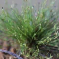 Juncus bufonius at O'Connor, ACT - 19 Nov 2020