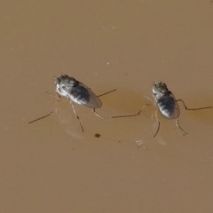 Brachydeutera sydneyensis (Shore fly) at O'Connor, ACT - 19 Nov 2020 by ConBoekel